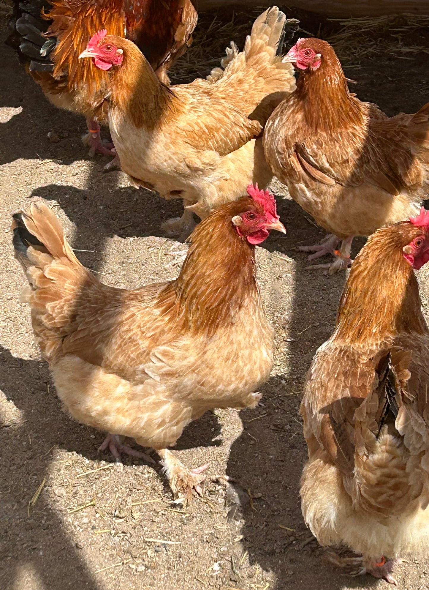 French black red tailed maran hatching eggs (per dozen)