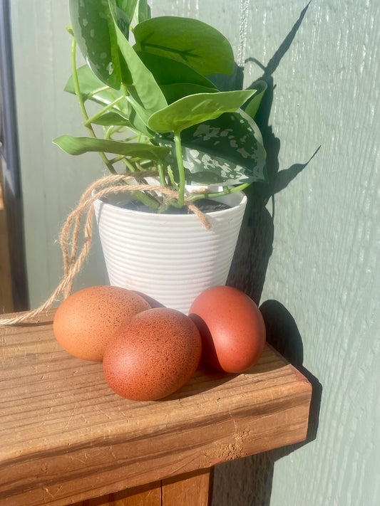 French black red tailed maran hatching eggs (per dozen)