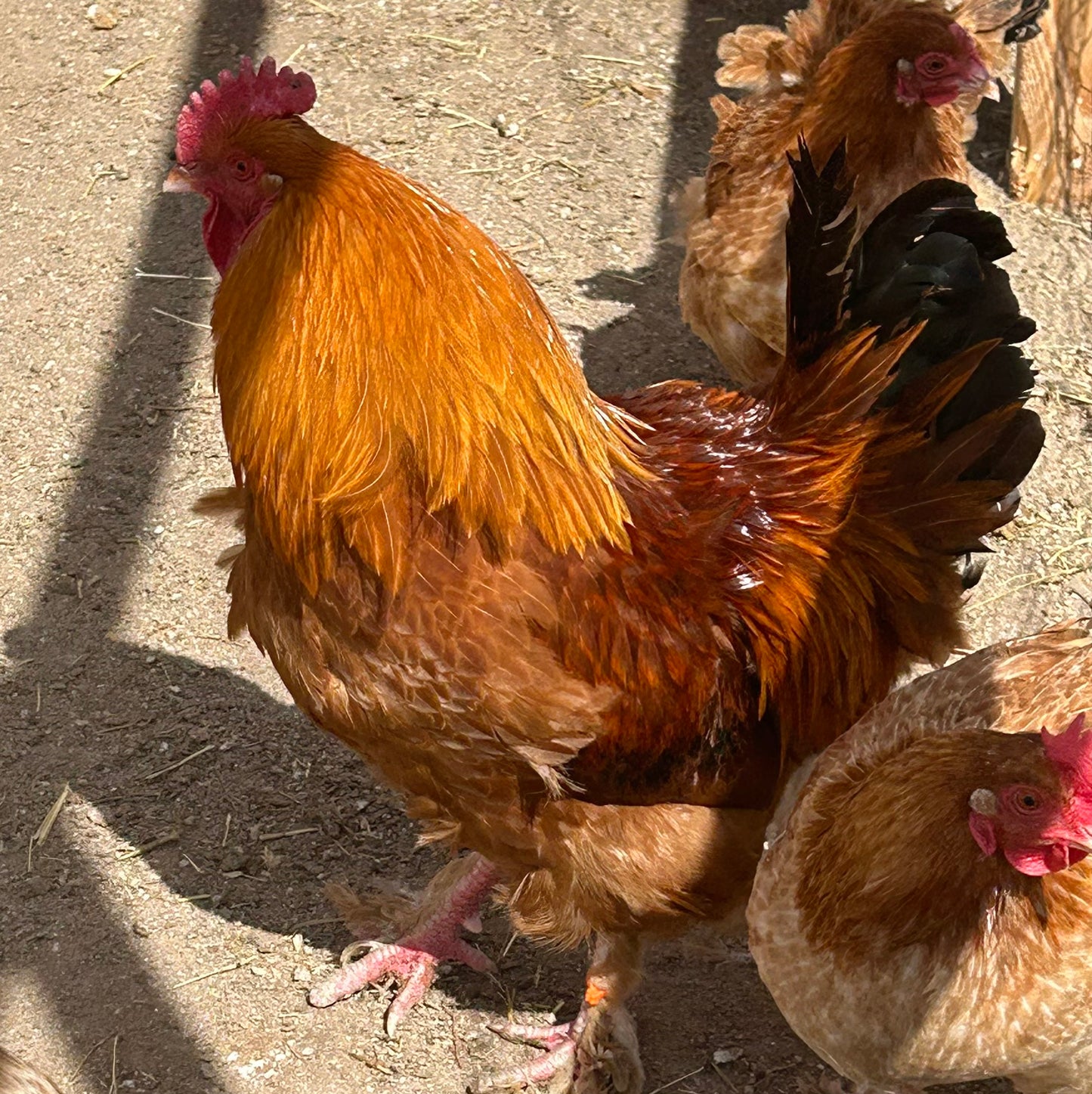 French black red tailed maran hatching eggs (per dozen)